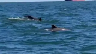 iWitness VIDEO: Dolphins breach Long Island Sound in Branford