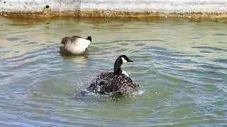 Canada Geese Enjoy Splashing In The Water