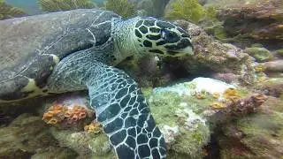 Islote Ahorcados Dive In Ecuador