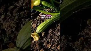 The Truth About Heirloom Seed Laws