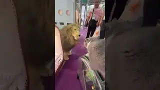 Funny Animal Compilation - Daily Shorts Of Animals Day 350