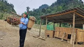 Harvesting large quantities of broiler chickens for sale - Life of the poor