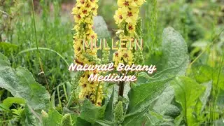 Mullein: A Versatile Herb with a Rich History and Promising Benefits