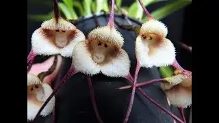 ✨ Monkey &middot; Orchid ✨