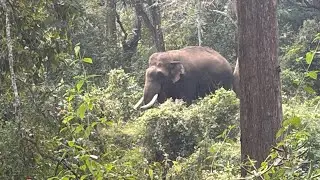 കാട്ടിലൂടെ ഒരു യാത്ര part-2#nature #forest #elephant 