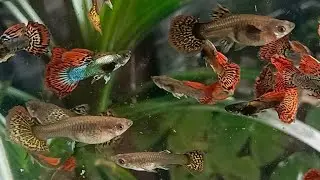 những dòng cá thủy sinh