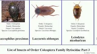 List of Insects of Order Coleoptera Family Dytiscidae Part 3 laccophilus hygrotus ilybius neoporus