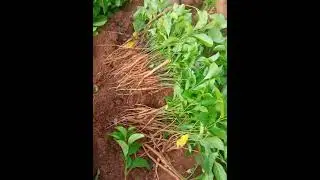 Nannari plants /Nannari seeds/ Nannari roots/08914800965