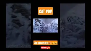 Paws & Pixels: Cat Adventures-POV Cat camera #cat #pov #pets #cute #funny