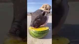 Pig Piggybacking a Dog While Eating a Watermelon.