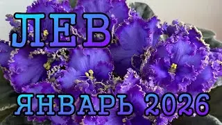 ЛЕВ таро прогноз на ЯНВАРЬ 2026 года