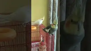 #so Cute bird toru charu   very nice moment  🥰🥰