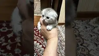 My kitten the best of the best! Meow! #kitten #cats #cat #cute #kitty #cutecat #comedy #meow #animal