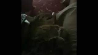 Snorting kitty