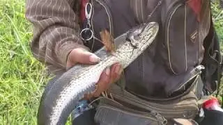 Primitive Technology - Fishing hunting - Amazing Catching the catfish #1