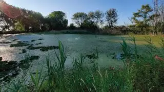 Known Effects of AI on Local Ecosystems