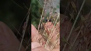 Gardening with Chrysopogon fulvus 