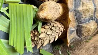 Looks Crunchy! Tortoise Eating Banana Leaves ASMR 3 Minutes Crunch Crunch