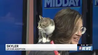 Skyler, a spunky cat, is up for adoption