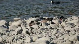 Les Petits gravelots et au loin le Chevalier guignette - Charadrius dubius