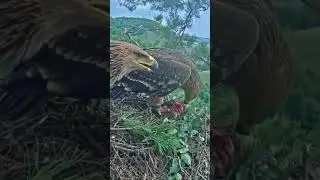 [P#1622] - Review birds nest life, the mother birds feeding her babies in their nest #birdslover