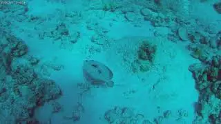 Disappearing Flowery Flounder