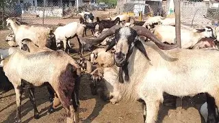 How to stating sheep faming #tips#trending@vinjam.kusumavlogs