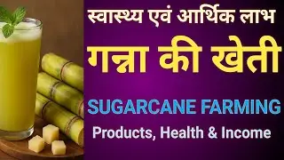 गन्ने की खेती/Sugarcane Farming: Crops, Products, Health benefits & Farmer problems #biodoors #चीनी 