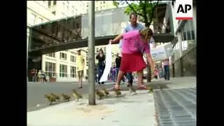 Rare video shows man saving ducklings falling from building