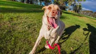 Charlie the Labrador | Ragamuffin Pet Photography