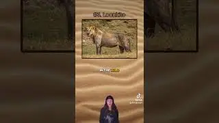 The Oldest Lions Ever Recorded! 🦁 #shorts #fyp #trending