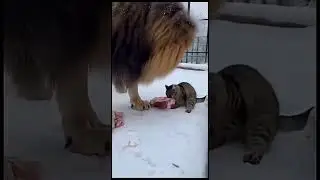 Я принес тебе подарок 🎁 #humor #music #mem #tiktok #story #shorts