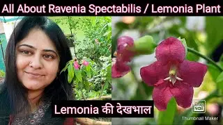 Ravenia Spectabilis / Lemonia Plant Care | How to Grow and Care Lemonia, Lemonia की देखभाल