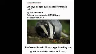 Badger Cull  (2019) - 9000 Die in Immense Pain