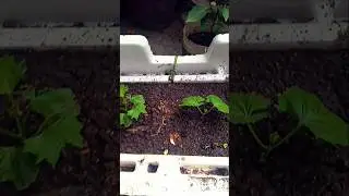 Plant bitter gourd for free #winter vegetables