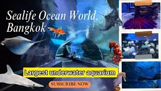 Sea life ocean world Bangkok, Thailand || Must visit underwater aquarium in Bangkok