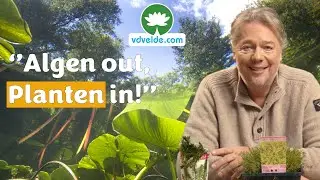 Zuurstofplanten: Een MUST in iedere vijver