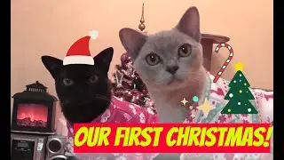 Two asian cats' first cozy Christmas  |  二つのタイの猫の最初のクリスマス