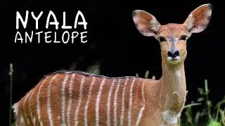 New Nyala Antelope at Brookfield Zoo