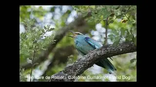 Rollier d'Europe (Coracais garrulus) et Geai des ch&ecirc;nes  : comparaison du cri d'alarme