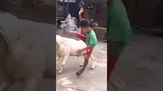 #woah#tagaru#ಟಗರು#goat#sheep#goatrip#goatrace#funnyshorts#funnyvideo🤣😜😂