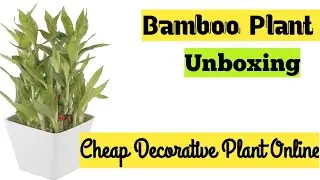 Bamboo Plant For Indoor Home Decoration ॥ Design Your Drawing Room
