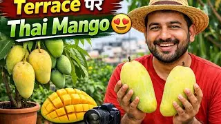 Thai Mango variety Terrace ￼Garden Fruit Vlog ￼Video 📸 Fruit Tree Official Vlog 