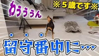 飼い主が仕事に行くと留守番中の愛犬がこうなっていました…【犬のお留守番】