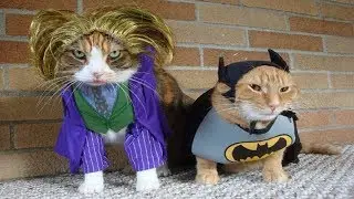 funny disguised cats in costumes -Funny fails videos FFV