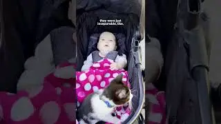 Velcro Kitten Just Wants To Sleep In His Baby Sister's Crib | The Dodo