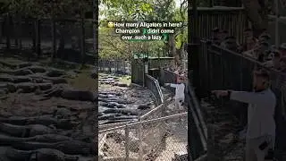 Part1 - 🐊Aligator Feeding Show #miami #usa #shorts #aligators #viral #trending