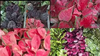 ഏറ്റവും വിലക്കുറവിൽ Aglonema /Calathea 