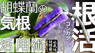 【これが効く】胡蝶蘭の気根も戦力!【この時期限定】