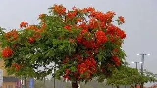 شجرة البونسيانا الملكية الحمراء ونبذة تعريفية عنها لما لها من أهمية للحياة الطبيعه 🌲